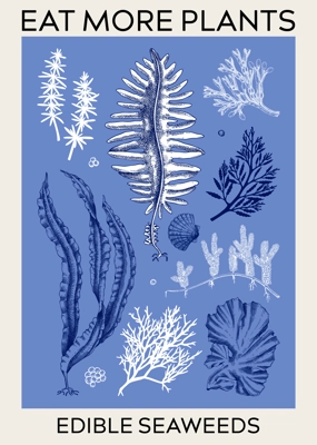 Edible seaweed poster design. Hand-drawn underwater algae - kelp, kombu, wakame, hijiki sketches. Asian cuisine, plant-based food, healthy food ingredients, seafood restaurant menu, wall art, print